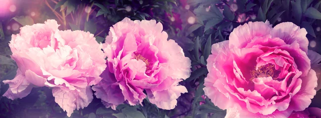 Fototapete Pfingstrosen aufgeblühte rosa weiße pfingstrosen  © winyu