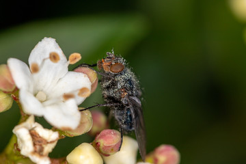 Fly covered in pollen on white flower