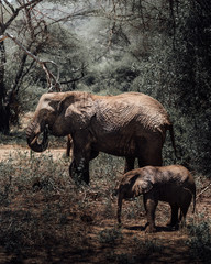 Famille d'elephant 