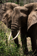 Tanzanie elephant