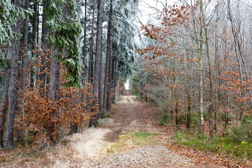 Obraz premium Frozen forest in South Bohemian Region. Sumava national park. Czech Republic.