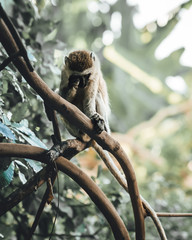 Monkey in tree