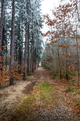 Frozen forest in South Bohemian Region. Sumava national park. Czech Republic.