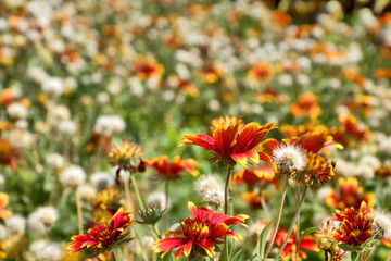 Armenia: colorful flower meadow in summer