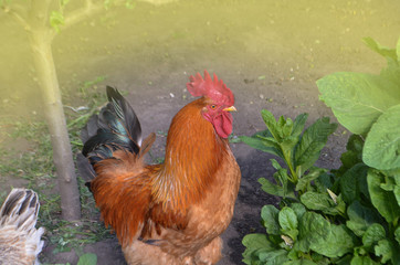 Brown cock outdoor. Portrait of cock on farm