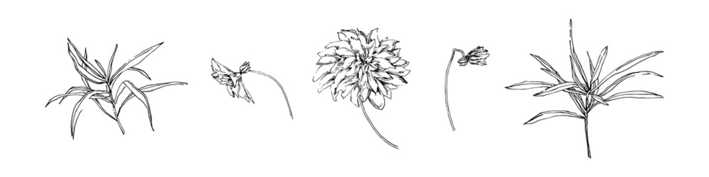 Set of hand drawn flowers with dahlia. Stylized sketch decorative botanical vector illustration. Black isolated image on white background