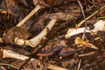 Close up of bleached bones and remains on leaflitter