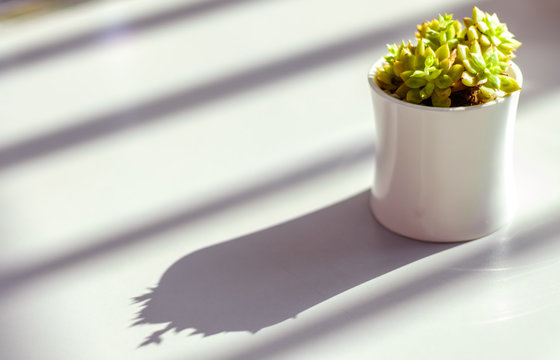 Green Echveria Succulent Plant Pot Sunlight Shadow Background view