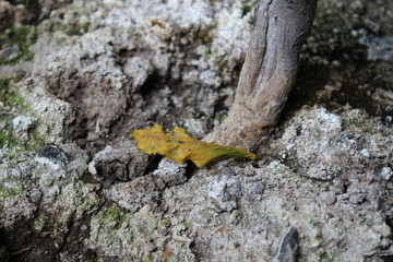 Pale Leaf on Cracked Surface