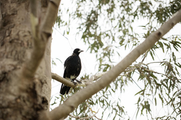 A young magpie in a gum tree