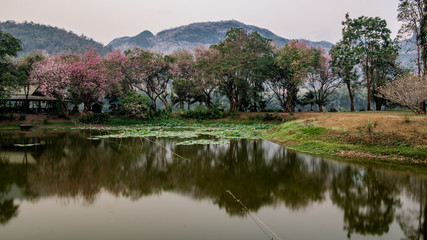 Fototapeta premium Dawn on a lake in the jungle