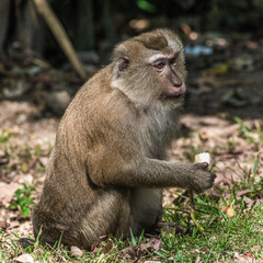 Naklejka na ściany i meble A monkey in a tropical forest