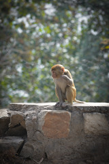 Funny looking monkey in a jungle of india