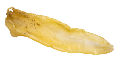 Traditional health nourishing food Maw fish gum, a big catfish male gum on white background