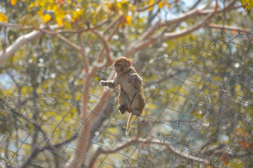 Cute baby monkey lives in a natural forest of india.
