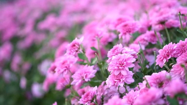The beautiful pink chrysanthemum garden that was filmed as motionless and motionless video.