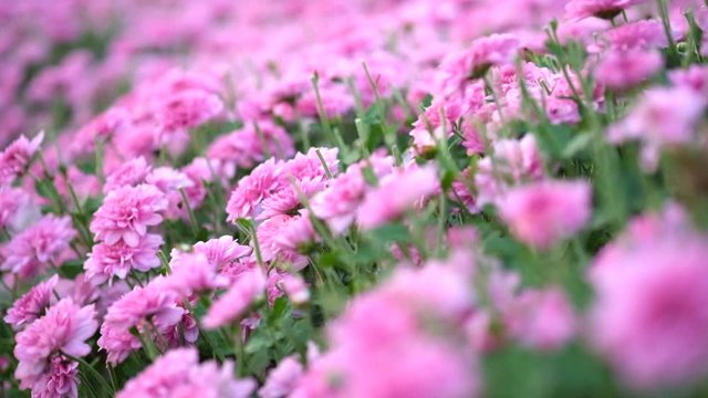The beautiful pink chrysanthemum garden that was filmed as motionless and motionless video.