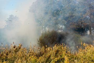 Peatland fires in summer