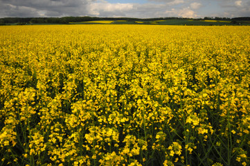 landscape around Hanover