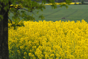 Obraz premium landscape around Hanover