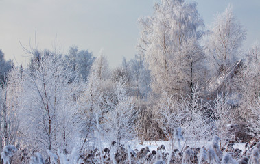 The trees are covered with thick hoarfrost on a frosty winter day.