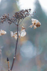 枯れたガクアジサイ