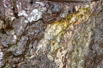 Heavily textured birch tree bark close up