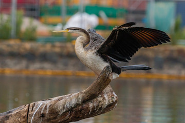Australasian Darter