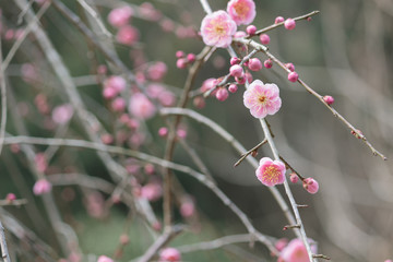 ピンクの枝垂れ梅