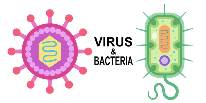 ウィルスと細菌