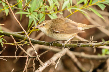 Australian Reed Warbler looking for food