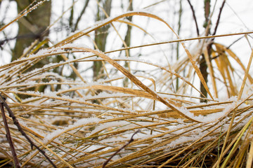 Closeup yellowed grass with snow in winter in the garden on a light background