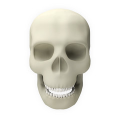 skull human death horror head dead skeleton bone 3D