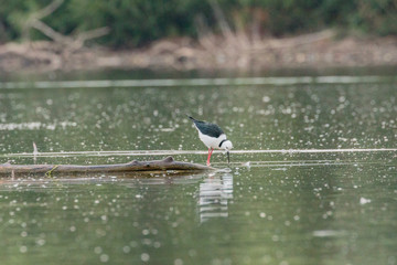Black-winged Stilts looking for food