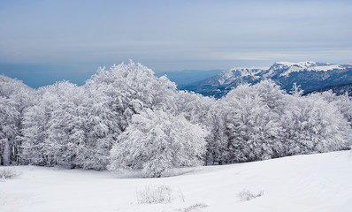 Beautiful winter landscape with snow covered trees