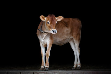 Jersey cow stands on black background, portrait of a calf © Svetlana