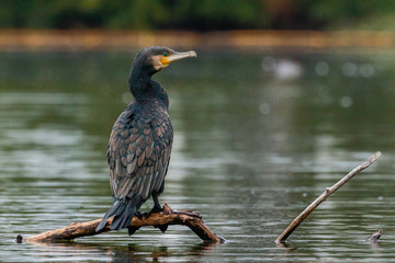 Great Cormorant on a perch in a lake