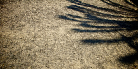 Sombra de una palmera sobre la arena