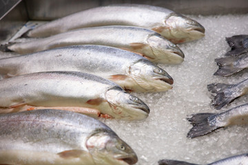 A lot of fresh fish on ice at the store