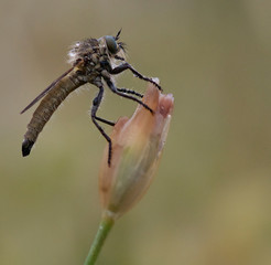 Detalle mosca asesina Asilidae sspps