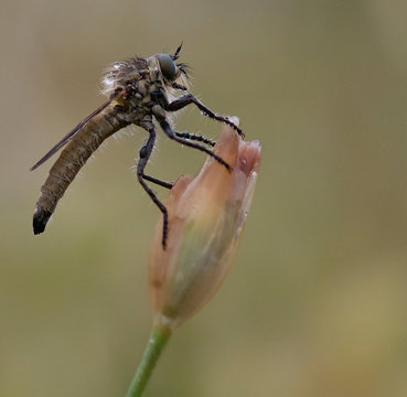Detalle mosca asesina Asilidae sspps