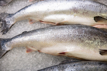 A lot of fresh fish on ice at the store