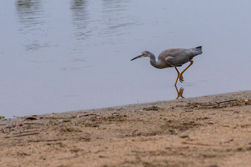 White-faced Heron hunting a fish