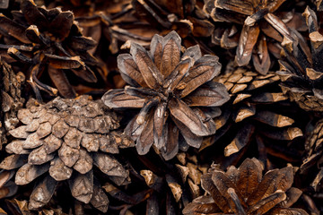 macro photography of a bunch of cones