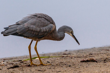 White-faced Heron hunting a fish