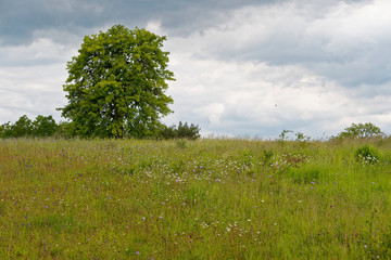 Fototapeta na wymiar Landschaft im Naturschutzgebiet Mäusberg bei Karlstadt, Landkreis Main-Spessart, Unterfranken, Bayern, Deutschland.