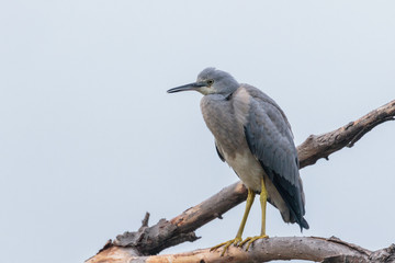 White-faced Heron juvenile perched on branch