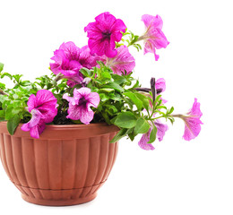 Naklejka na ściany i meble Purple petunia in the pot.