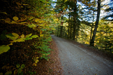 Path in a beech forest with unfocused background