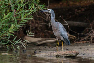 White-faced Heron looking for food